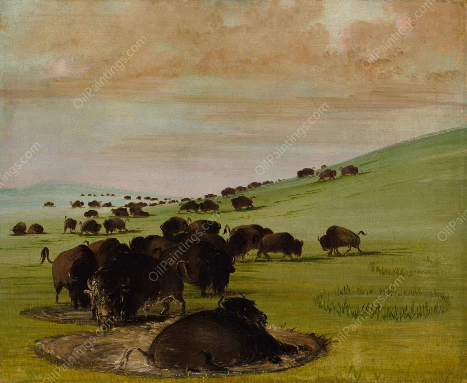 Buffalo Bulls in a Wallow  by George Catlin - Hand-Painted Oil Painting Reproduction
