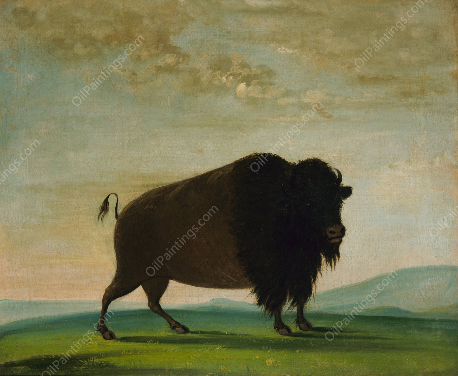 Buffalo Cow, Grazing on the Prairie  by George Catlin - Hand-Painted Oil Painting Reproduction