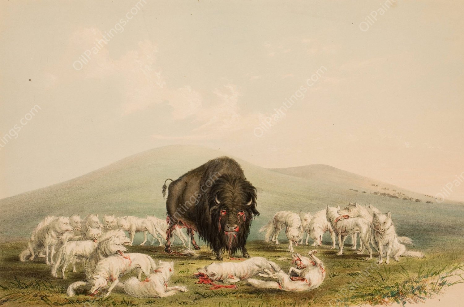 Buffalo Hunt, White Wolves Attacking A Buffalo Bull  by George Catlin - Hand-Painted Oil Painting Reproduction