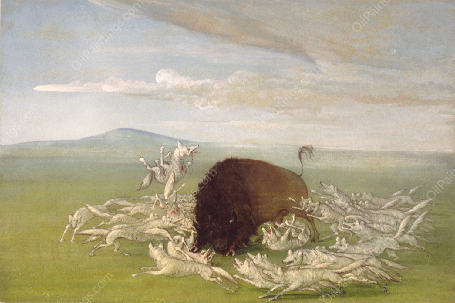 White Wolves Attacking a Buffalo Bull  by George Catlin - Hand-Painted Oil Painting Reproduction