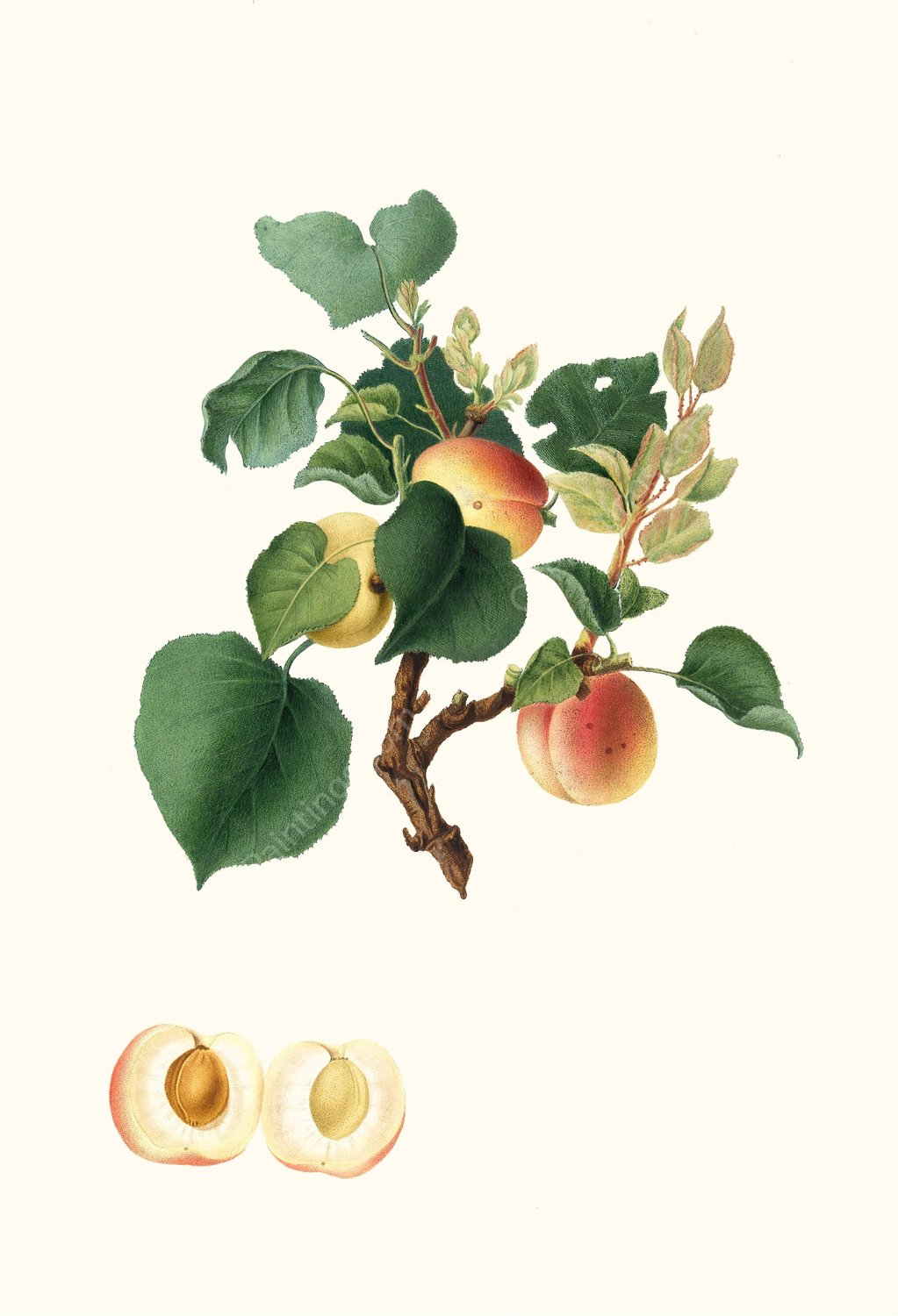 Albicocca Alessandrina bianca a Mandorla dolce o, Alessandrina seconda. (Apricot)  by Giorgio Gallesio - Hand-Painted Oil Painting Reproduction