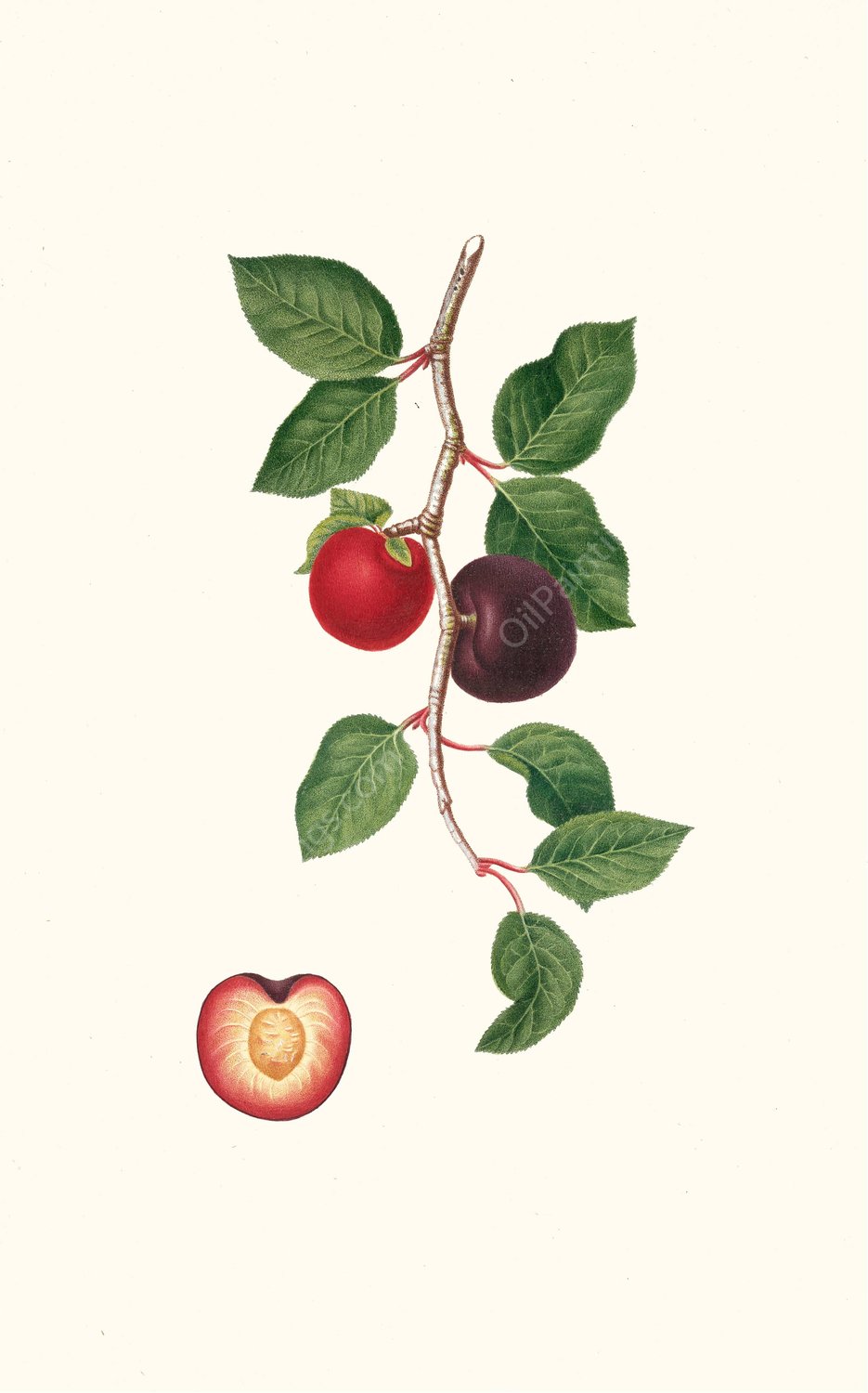 Albicocco Susino. (Armeniaca prunata ; Apricot)  by Giorgio Gallesio - Hand-Painted Oil Painting Reproduction