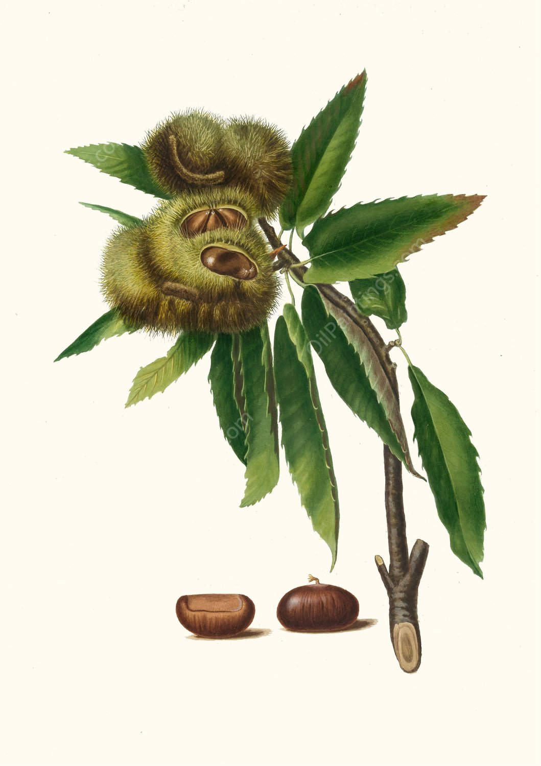 Castagna marrona. (Castanea sativa ; Spanish chestnut)  by Giorgio Gallesio - Hand-Painted Oil Painting Reproduction