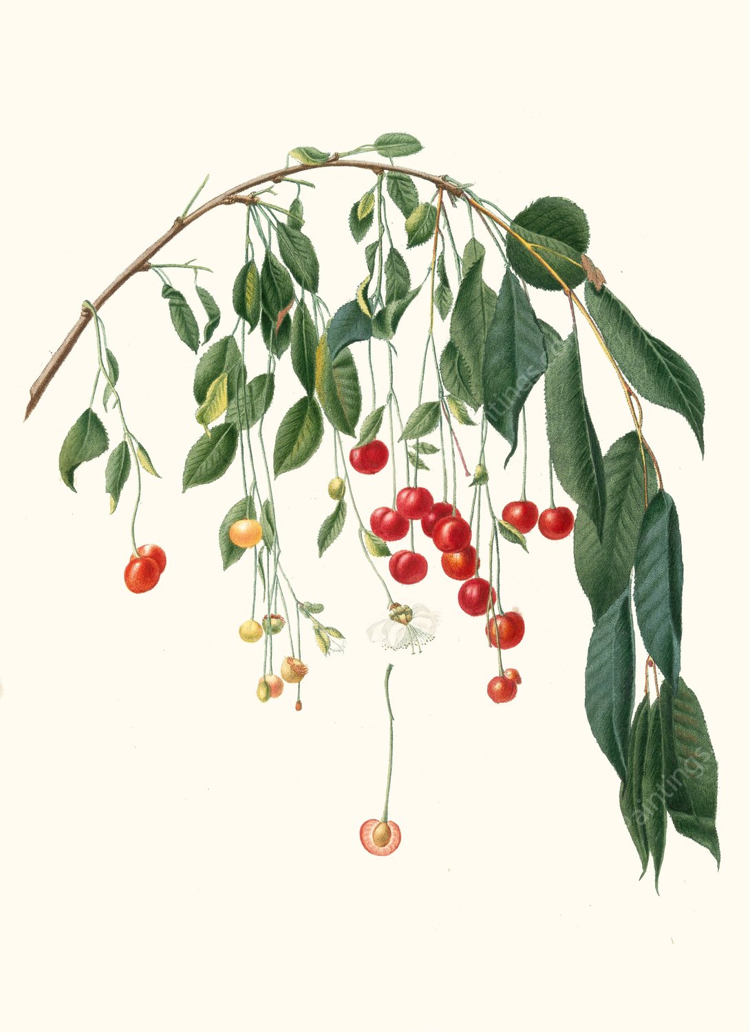 Ciliegia Progressiflora. (Cerasus visciola ; Visciola Cherries)  by Giorgio Gallesio - Hand-Painted Oil Painting Reproduction