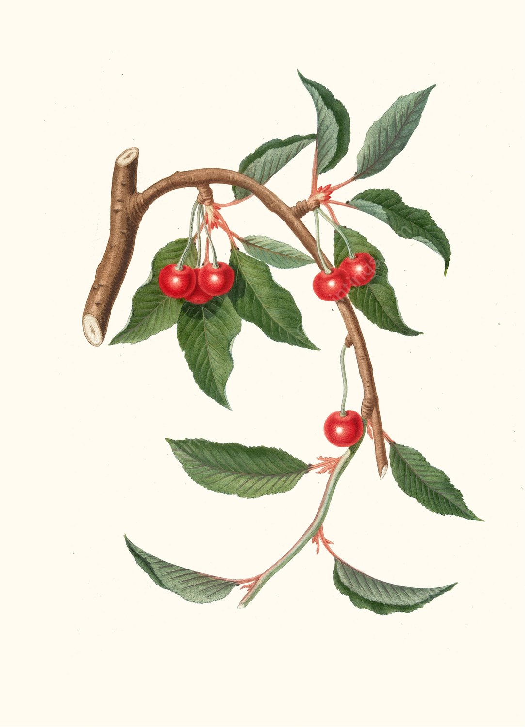 Ciligia viscilina. (Ciliegio visciolino ; Cherry)  by Giorgio Gallesio - Hand-Painted Oil Painting Reproduction