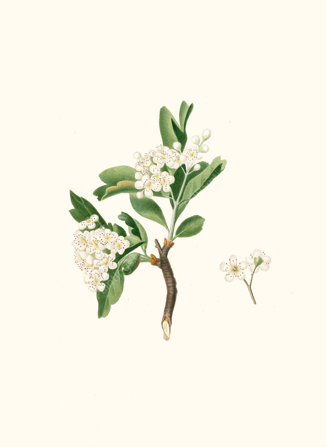 Fiore di Lazzerolo. (Hawthorn flower)  by Giorgio Gallesio - Hand-Painted Oil Painting Reproduction