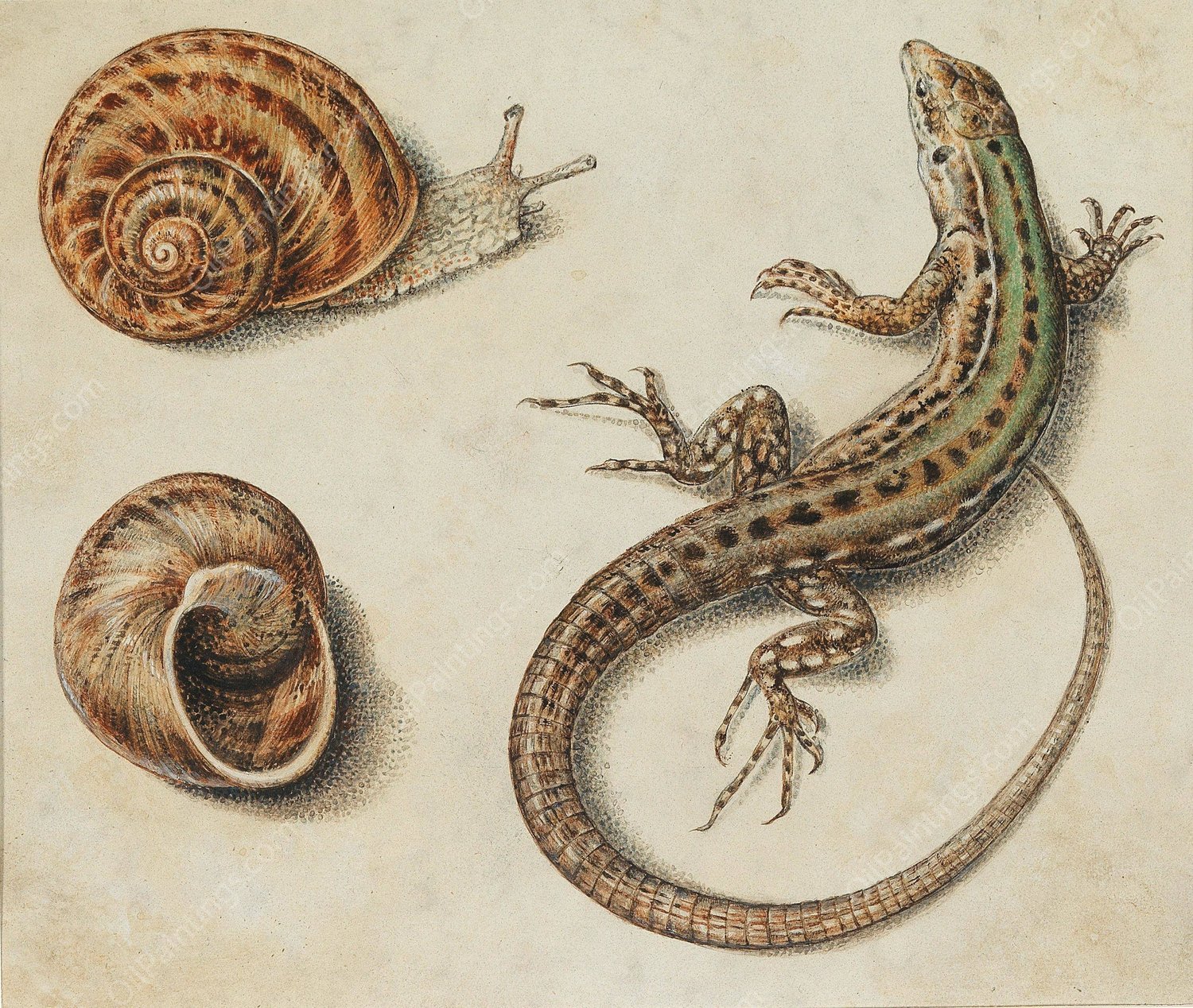 A lizard with a snail and a snail shell by Giovanna Garzoni - Hand-Painted Oil Painting Reproduction