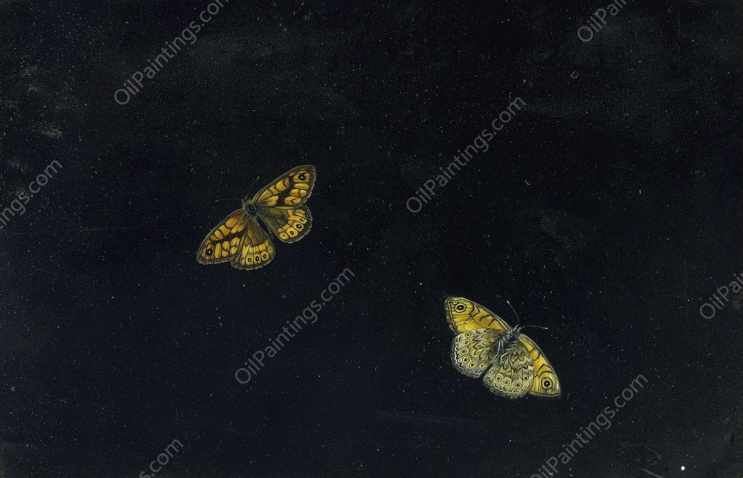 Zwei Schmetterlinge by Giovanna Garzoni - Hand-Painted Oil Painting Reproduction