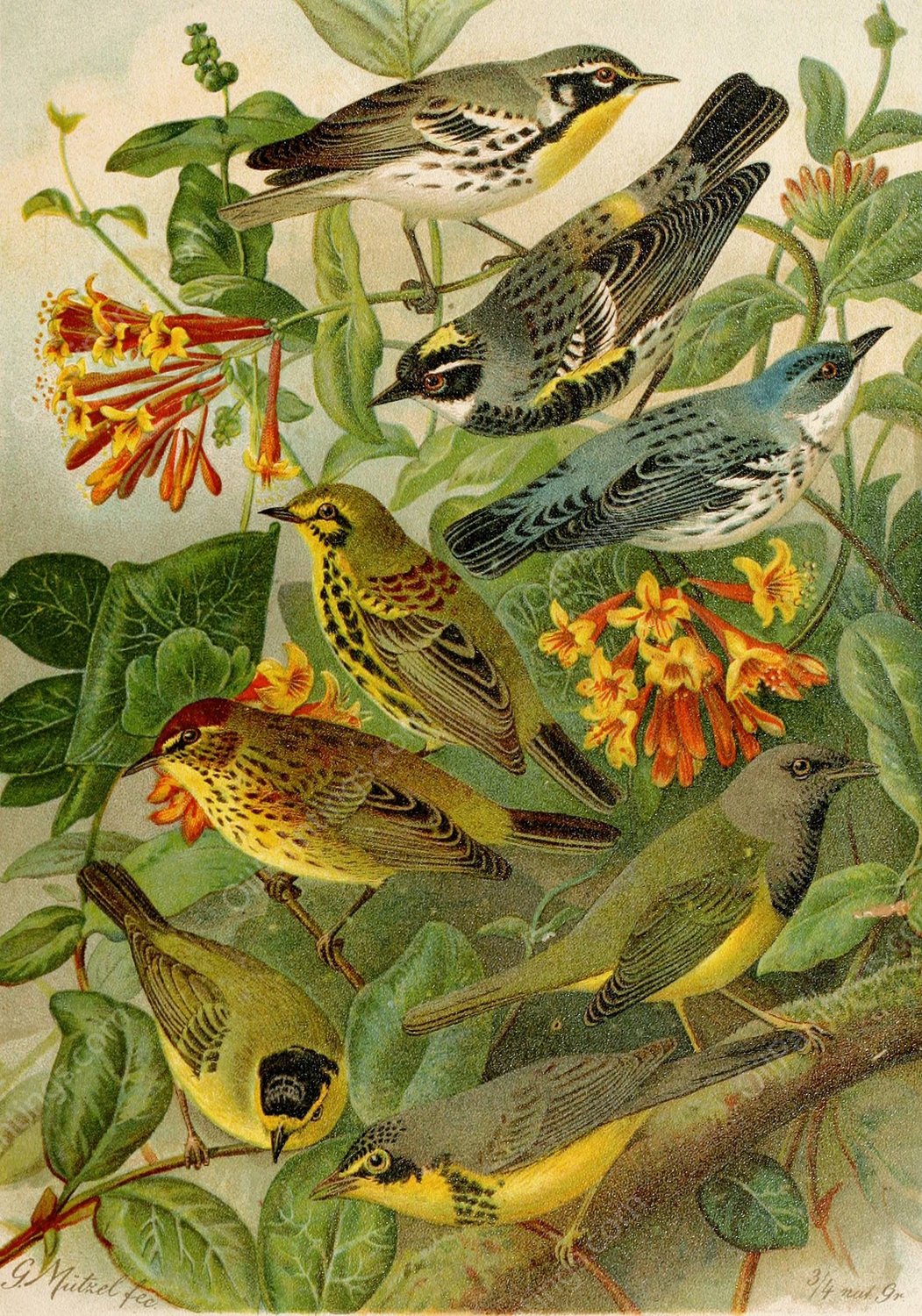 Die Nordamerikanische Vogelwelt pl14  by Gustav Mutzel - Hand-Painted Oil Painting Reproduction
