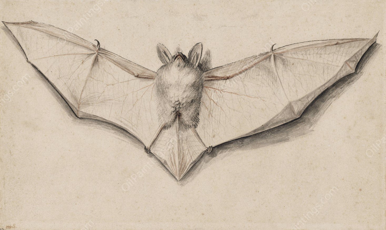 Bat with Outspread Wings  by Hans Holbein The Younger - Hand-Painted Oil Painting Reproduction