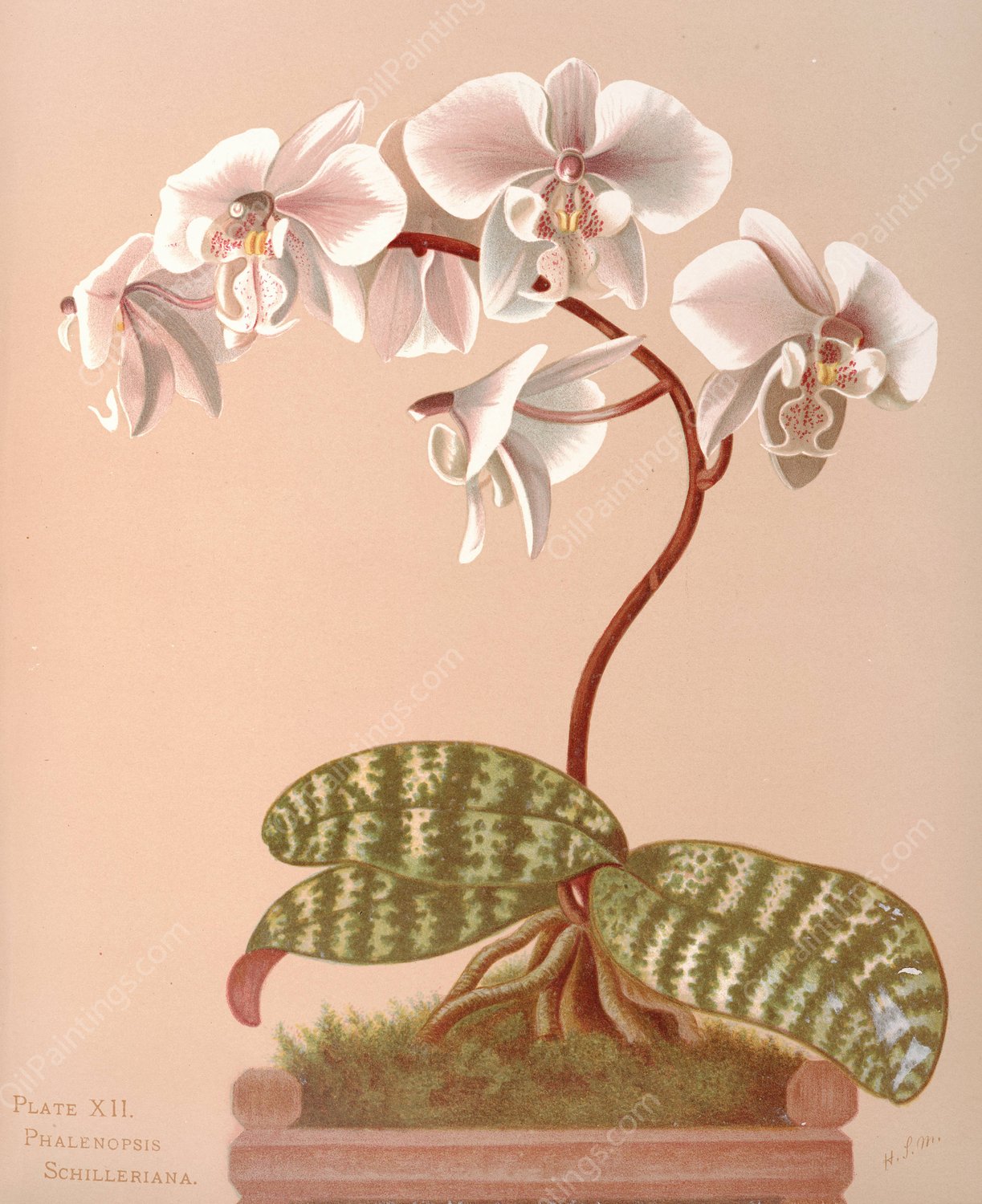 Phalenopsis Schilleriana  by Harriet Stewart Miner - Hand-Painted Oil Painting Reproduction