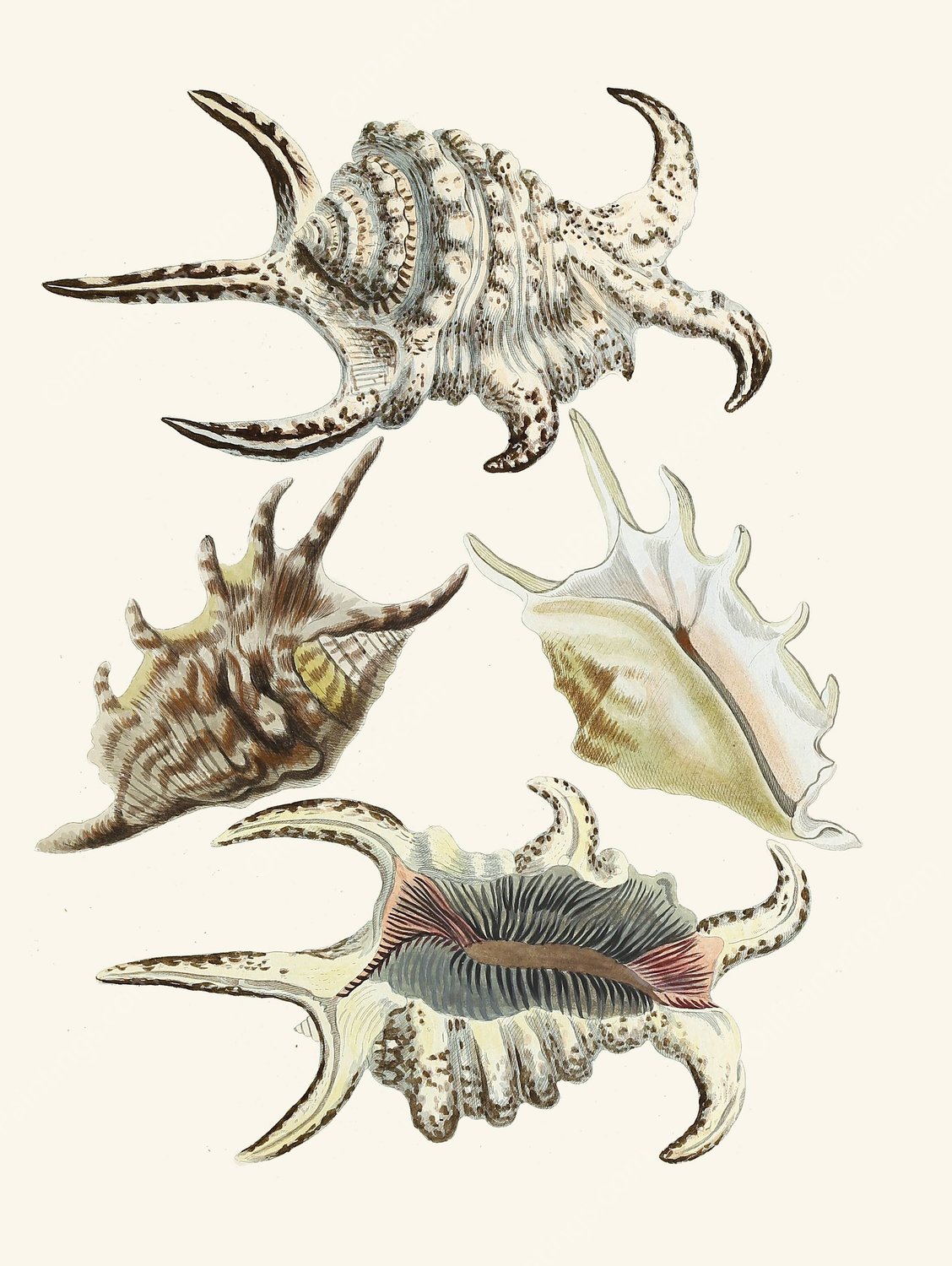 Die Flugelschnecken  by Heinrich Carl Kuster - Hand-Painted Oil Painting Reproduction