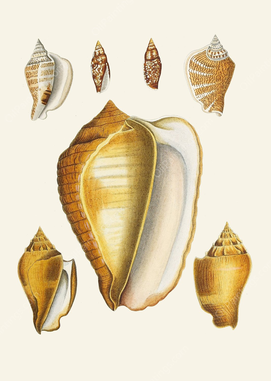 Die Flugelschnecken  by Heinrich Carl Kuster - Hand-Painted Oil Painting Reproduction