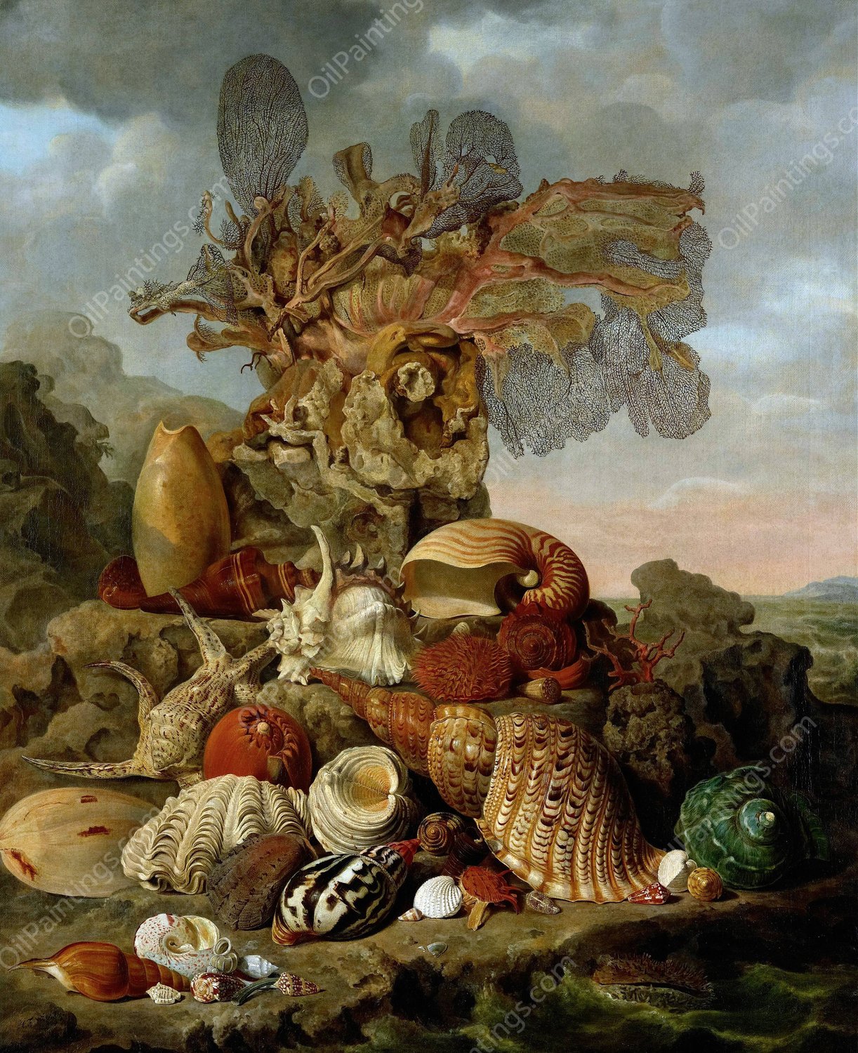 Shells and Marine Plants  by Henricus Franciscus Wiertz - Hand-Painted Oil Painting Reproduction