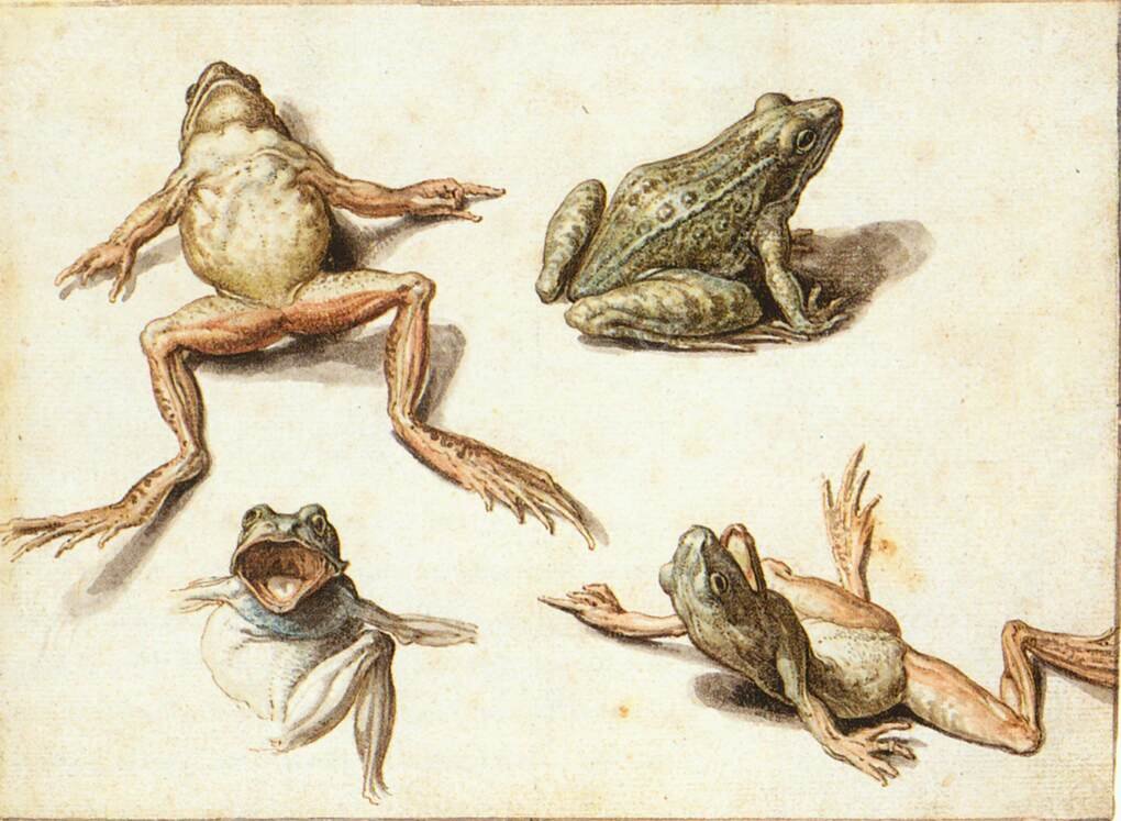 Four Studies of Frogs by Jacob De Ii Gheyn - Hand-Painted Oil Painting Reproduction