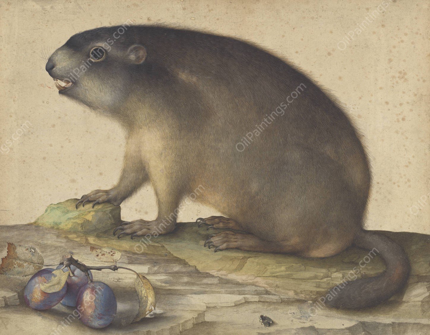 A Marmot with a Branch of Plums  by Jacopo Ligozzi - Hand-Painted Oil Painting Reproduction
