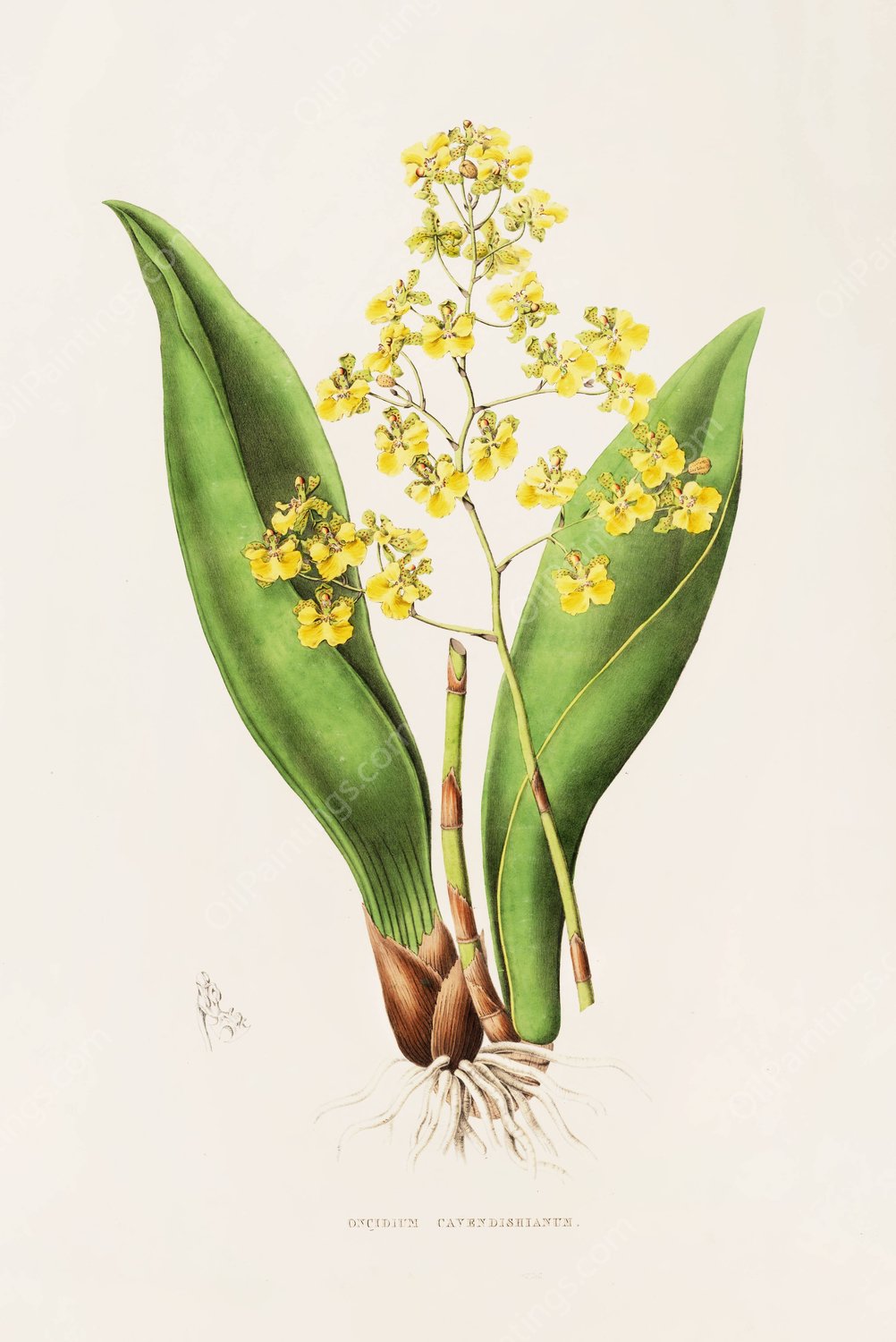Oncidium Cavendishianum  by James Bateman - Hand-Painted Oil Painting Reproduction