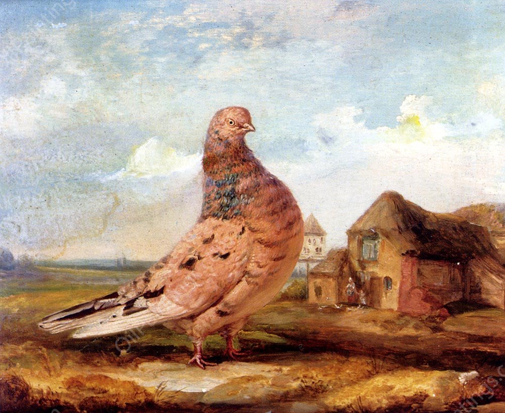 A Fancy Pigeon by James Ward - Hand-Painted Oil Painting Reproduction