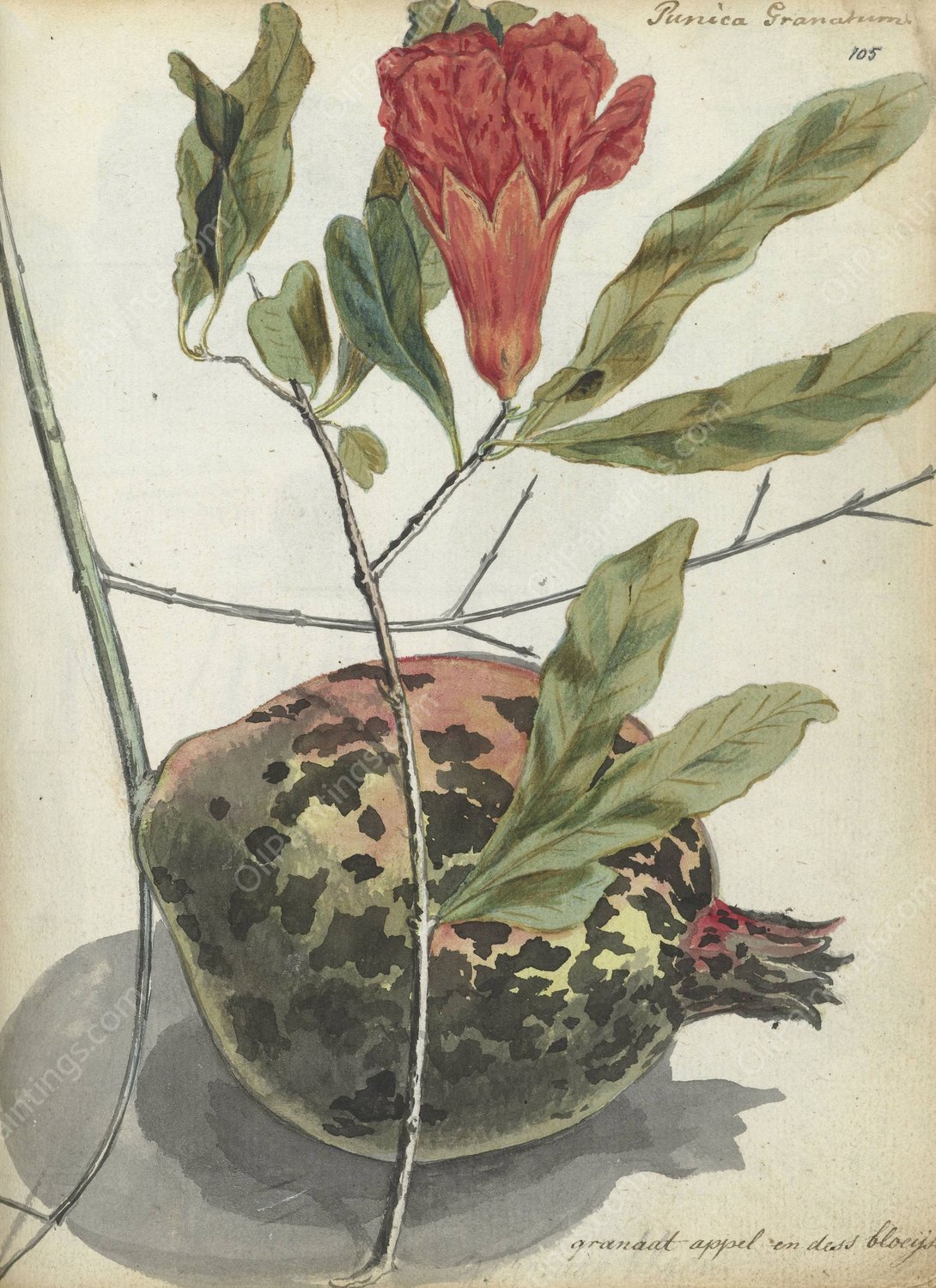 Granaatappel en bloesem  by Jan Brandes - Hand-Painted Oil Painting Reproduction