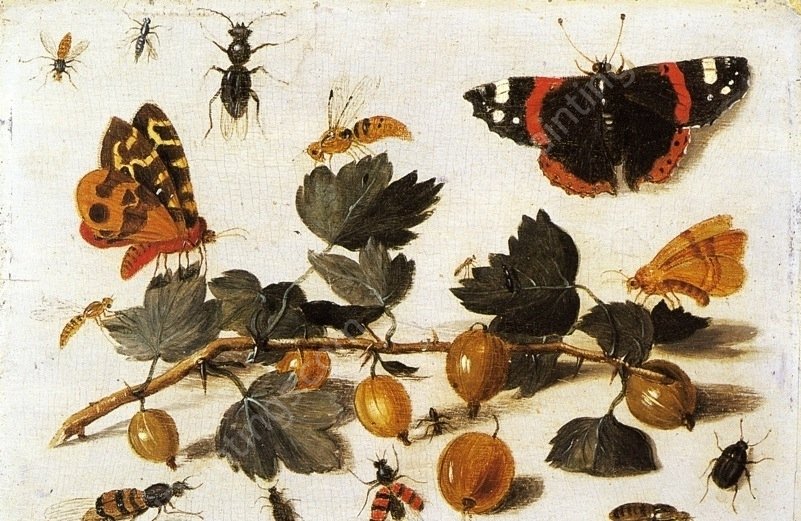 Butterflies and Insects and a Spray of Gooseberries by Jan Steen - Hand-Painted Oil Painting Reproduction