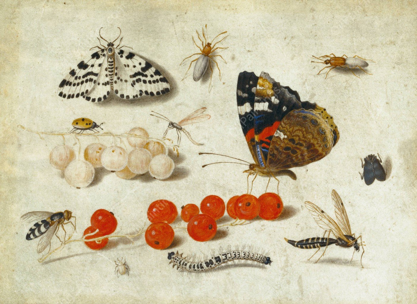 Butterfly, Caterpillar, Moth, Insects, and Currants  by Jan Van Kessel The Younger - Hand-Painted Oil Painting Reproduction