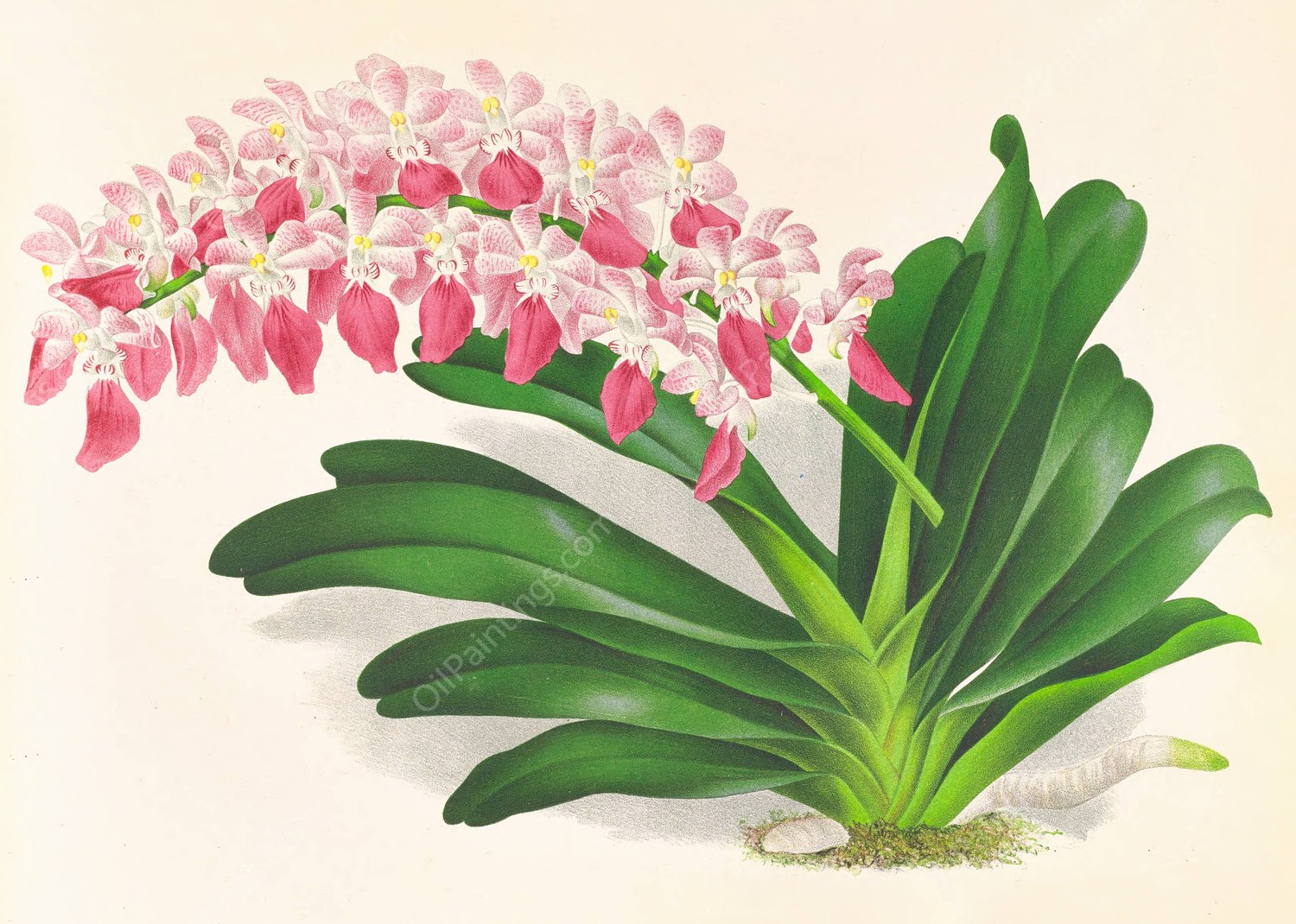 Aerides maculosum  by Jean Jules Linden - Hand-Painted Oil Painting Reproduction