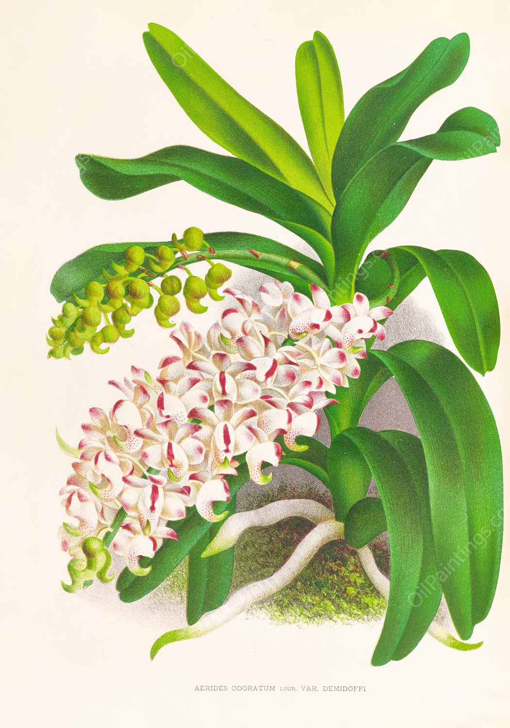 Aerides Odoratum  by Jean Jules Linden - Hand-Painted Oil Painting Reproduction