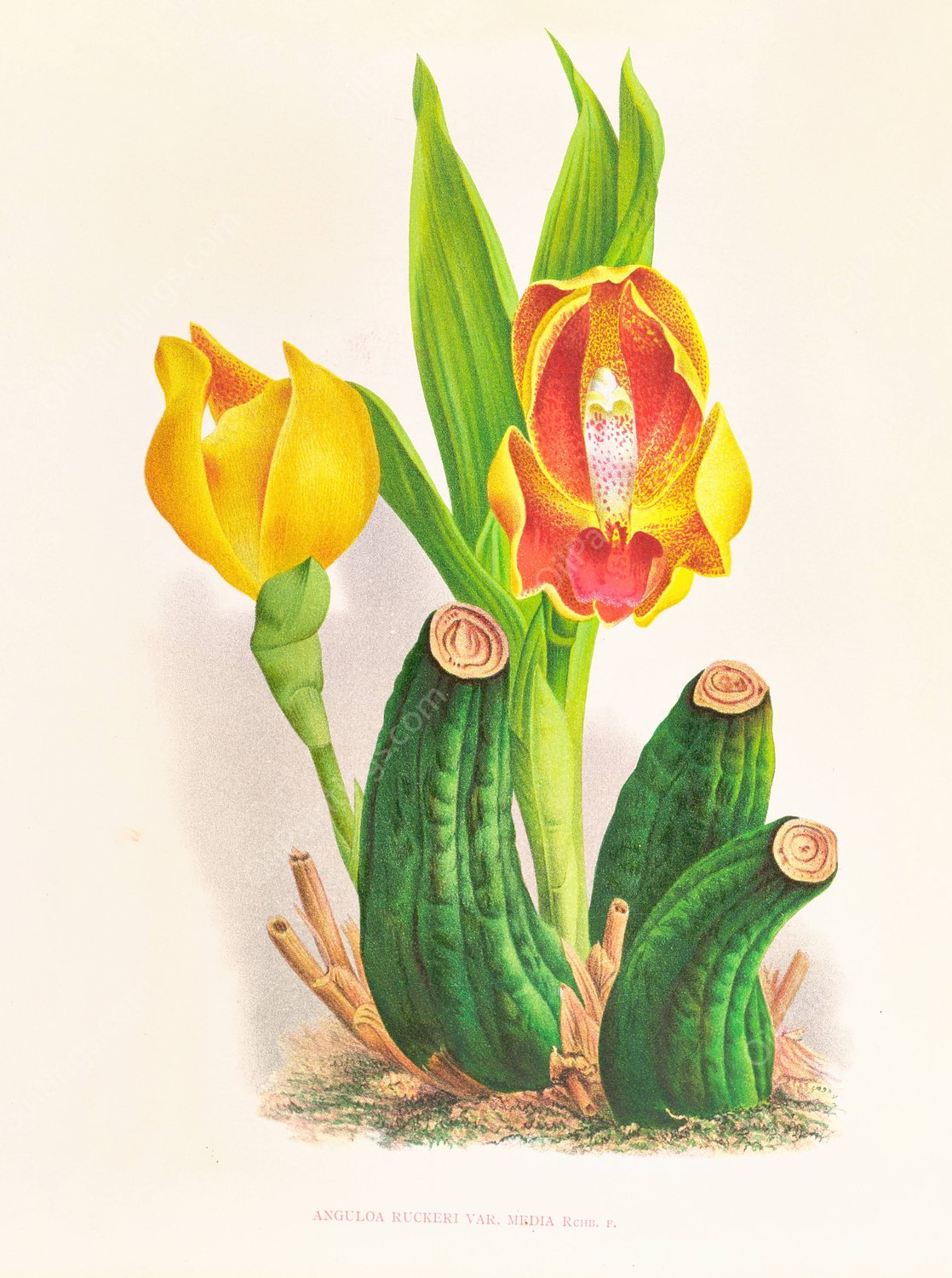 Anguloa Ruckeri var media  by Jean Jules Linden - Hand-Painted Oil Painting Reproduction