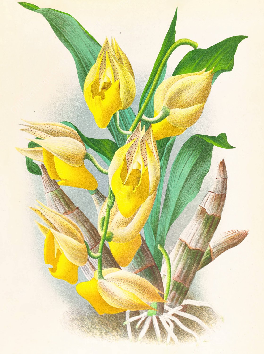 Catasetum macrocarpum  by Jean Jules Linden - Hand-Painted Oil Painting Reproduction