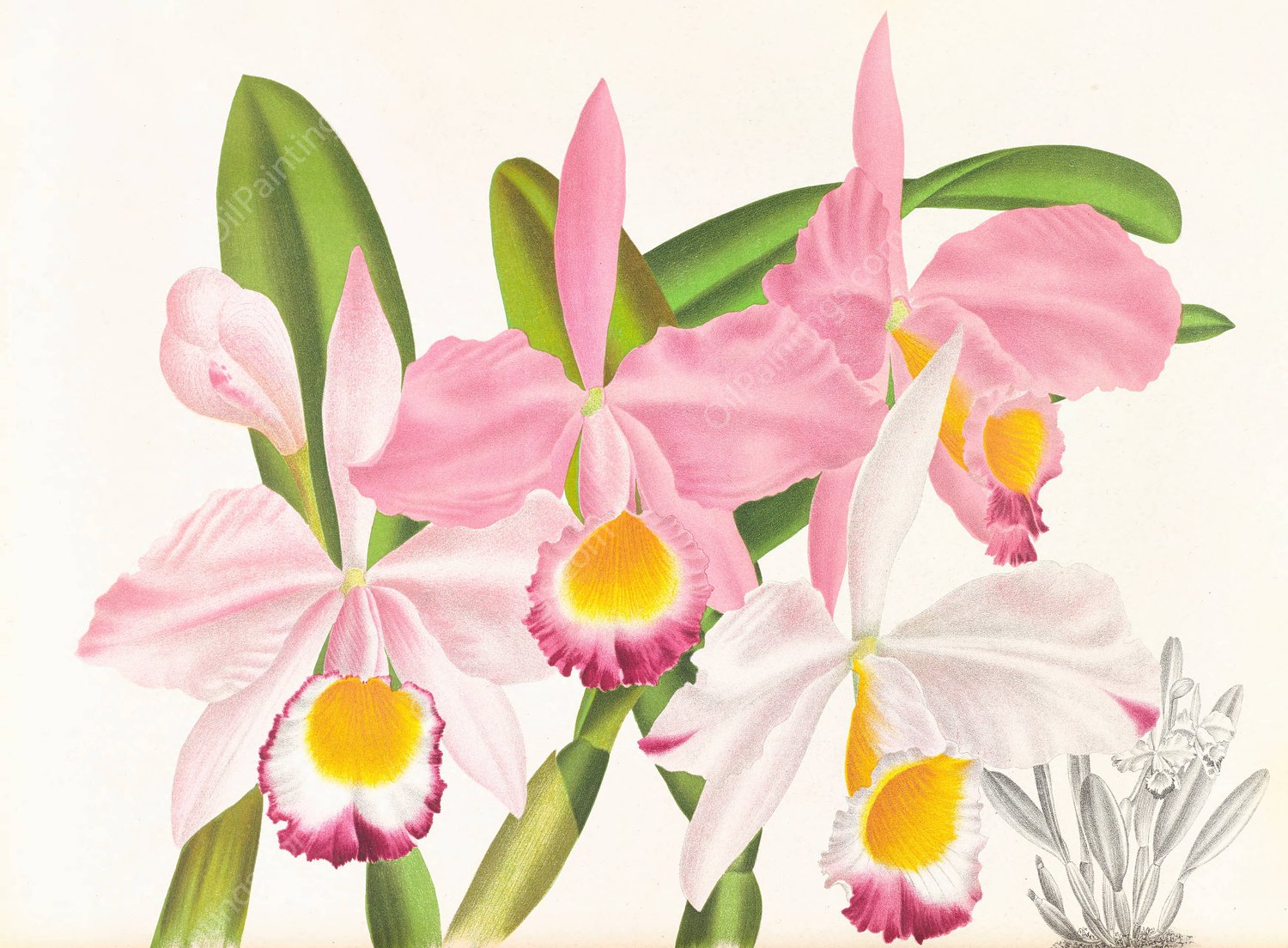 Cattleya eldorado  by Jean Jules Linden - Hand-Painted Oil Painting Reproduction