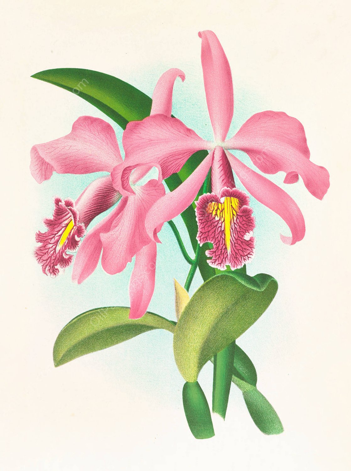 Cattleya maxima by Jean Jules Linden - Hand-Painted Oil Painting Reproduction