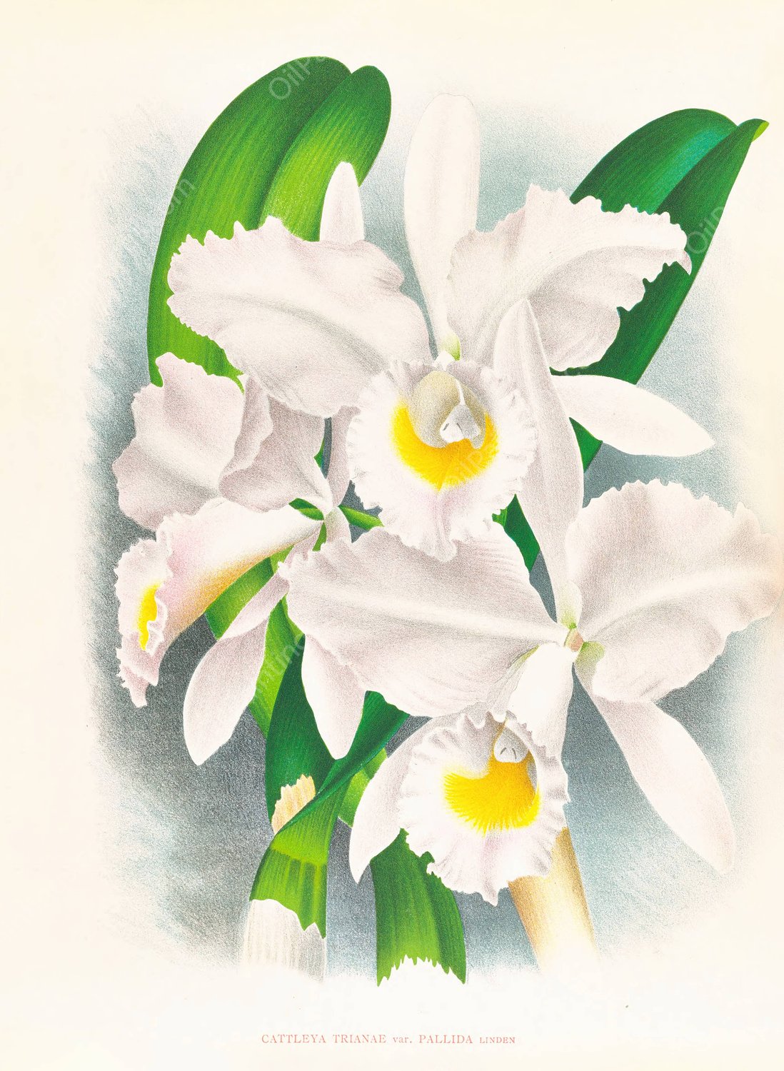 Cattleya Trianae var Pallida  by Jean Jules Linden - Hand-Painted Oil Painting Reproduction