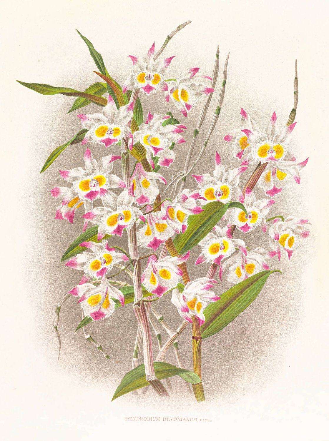 Dendrobium devonianum  by Jean Jules Linden - Hand-Painted Oil Painting Reproduction