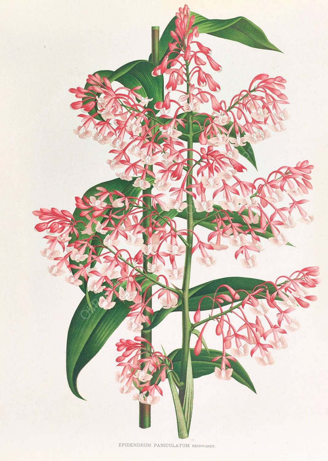 Epidendrum Paniculatum  by Jean Jules Linden - Hand-Painted Oil Painting Reproduction