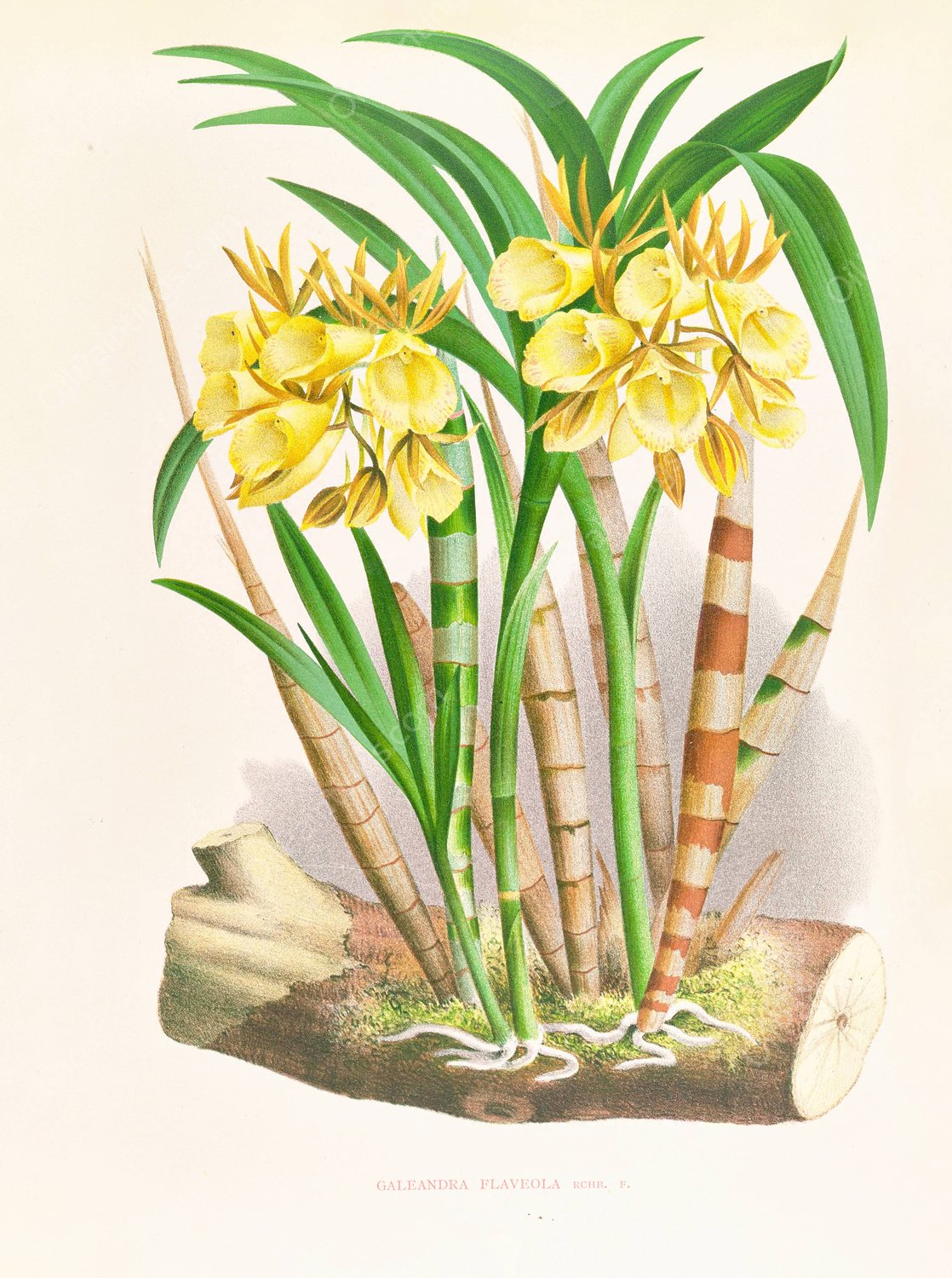 Galeandra flaveola  by Jean Jules Linden - Hand-Painted Oil Painting Reproduction