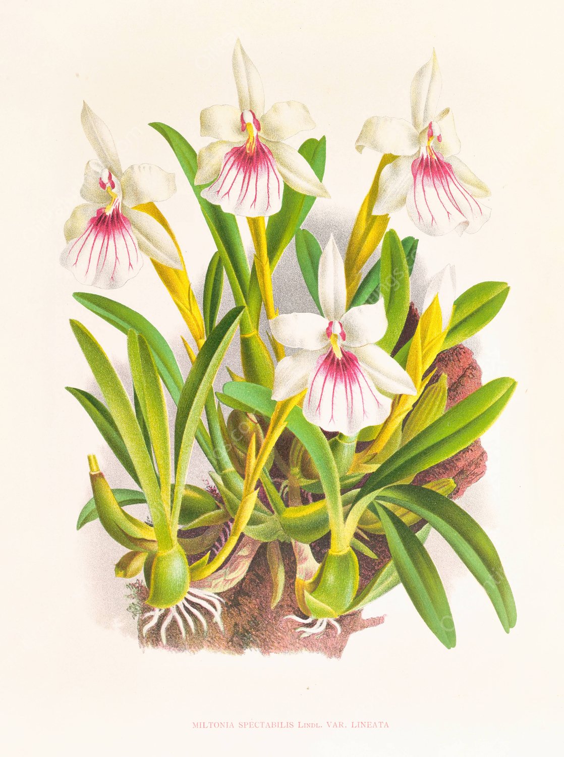 Miltonia spectabilis  by Jean Jules Linden - Hand-Painted Oil Painting Reproduction