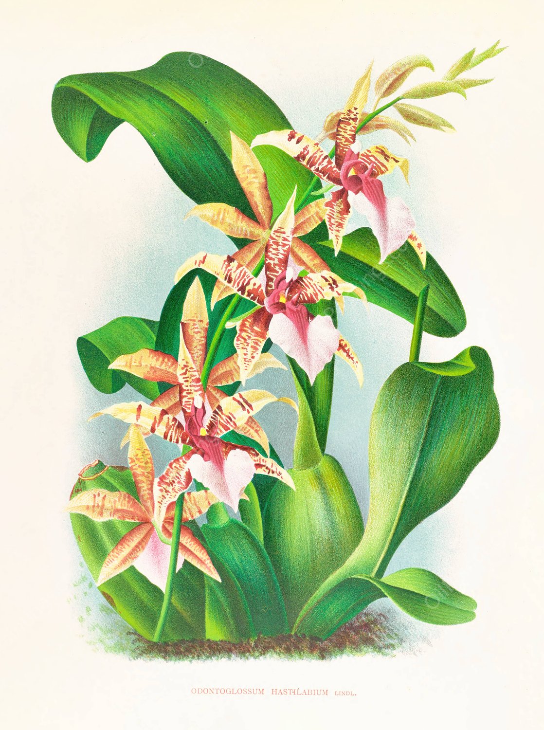 Odontoglossum Hastilabium  by Jean Jules Linden - Hand-Painted Oil Painting Reproduction