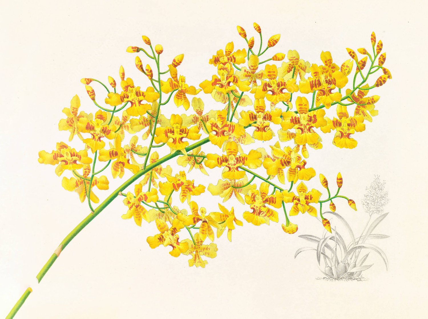 Oncidium aurosum  by Jean Jules Linden - Hand-Painted Oil Painting Reproduction
