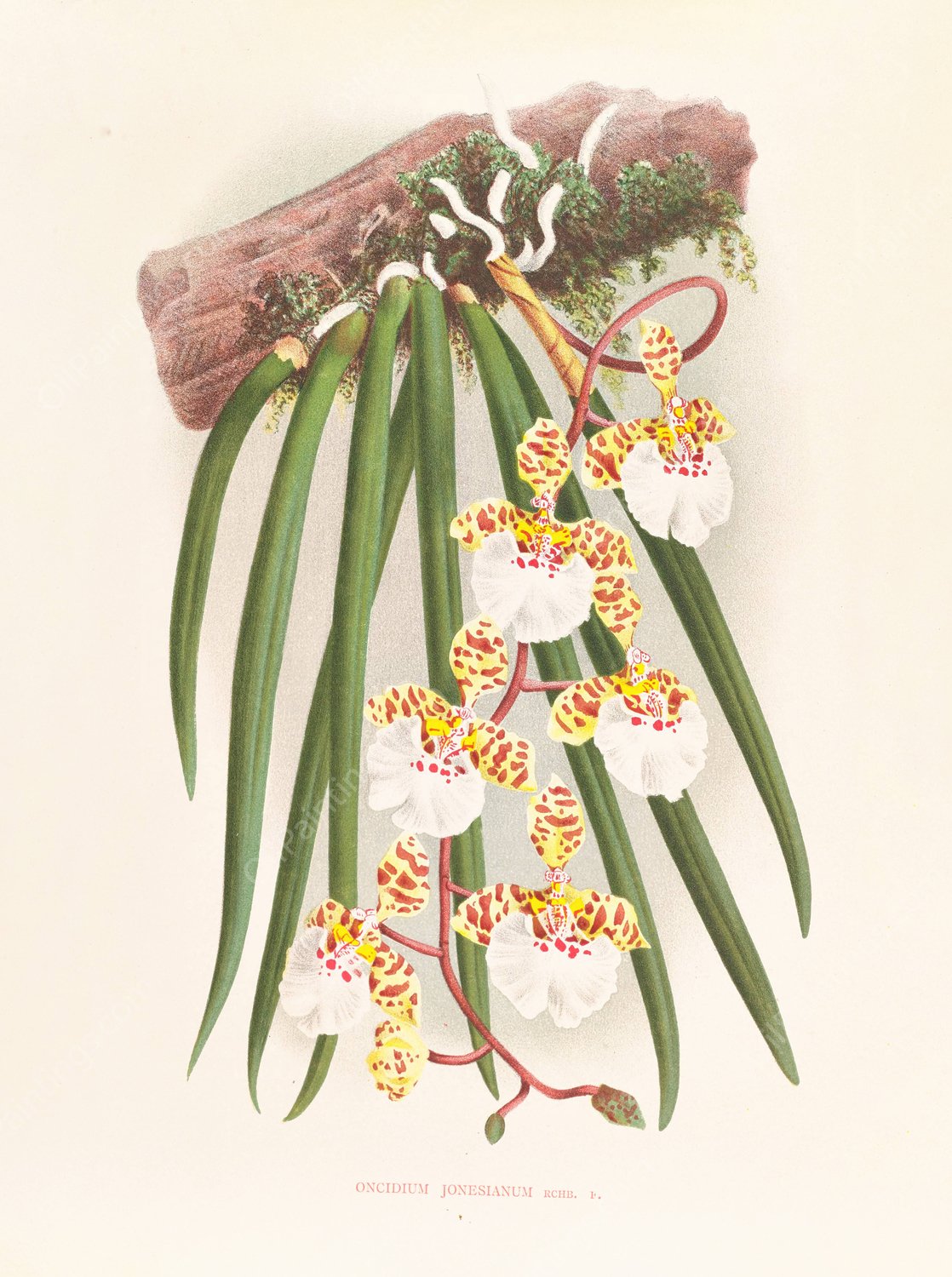 Oncidium jonesianum  by Jean Jules Linden - Hand-Painted Oil Painting Reproduction