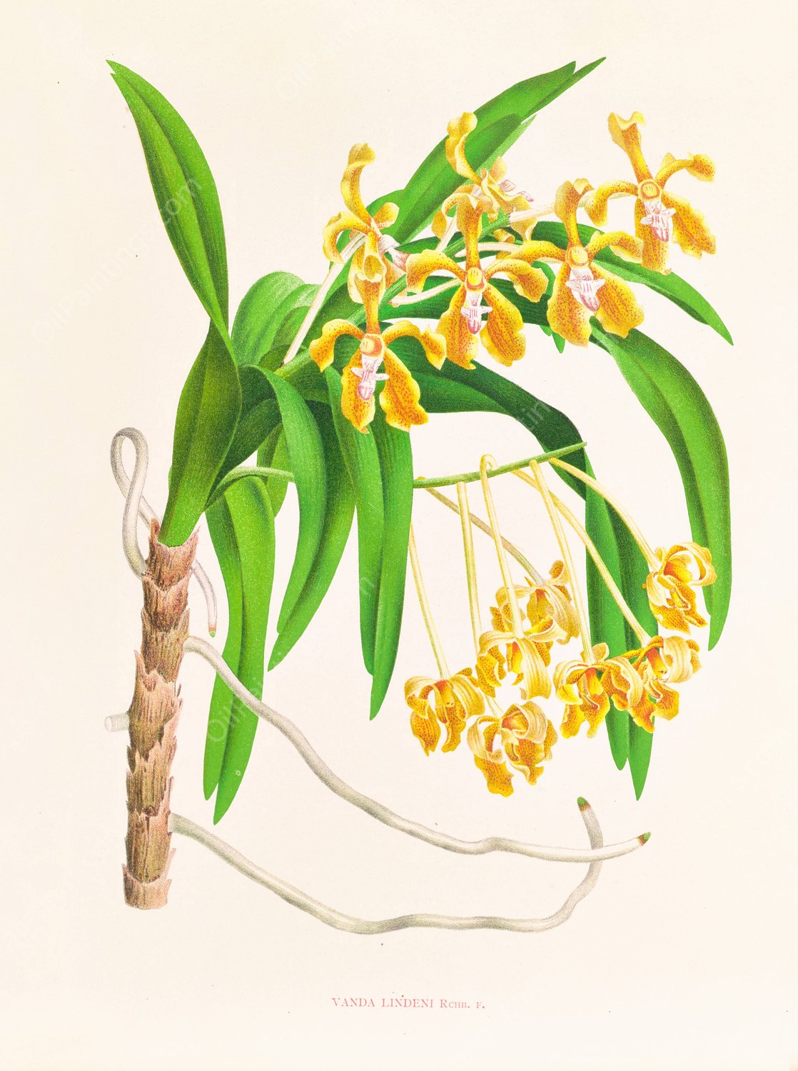 Vanda lindeni  by Jean Jules Linden - Hand-Painted Oil Painting Reproduction