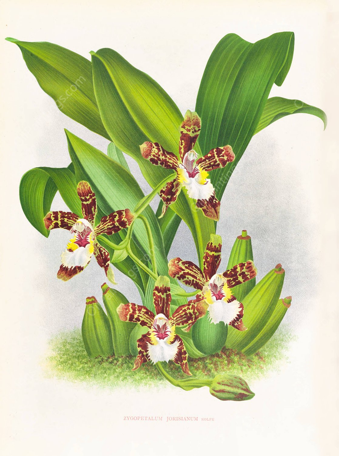 Zygopetalum jorisianum  by Jean Jules Linden - Hand-Painted Oil Painting Reproduction