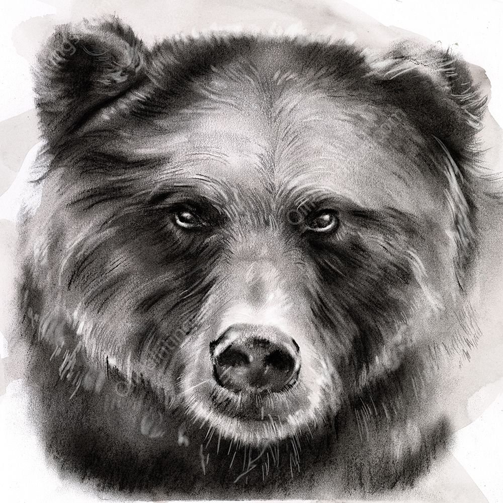 Bear Grin I by Jennifer Paxton Parker - Hand-Painted Oil Painting Reproduction
