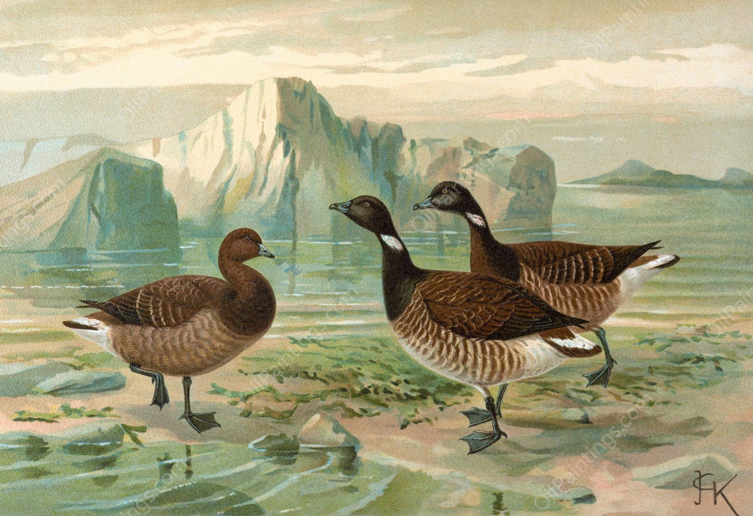 Branta bernicla by Johann Friedrich Naumann - Hand-Painted Oil Painting Reproduction