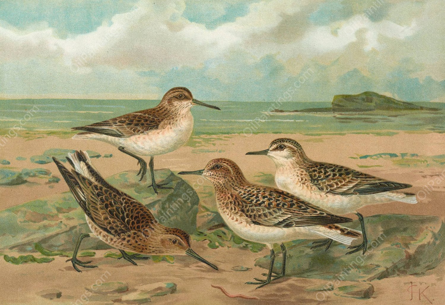 Calidris arenaria, Limicola platyrhyncha  by Johann Friedrich Naumann - Hand-Painted Oil Painting Reproduction