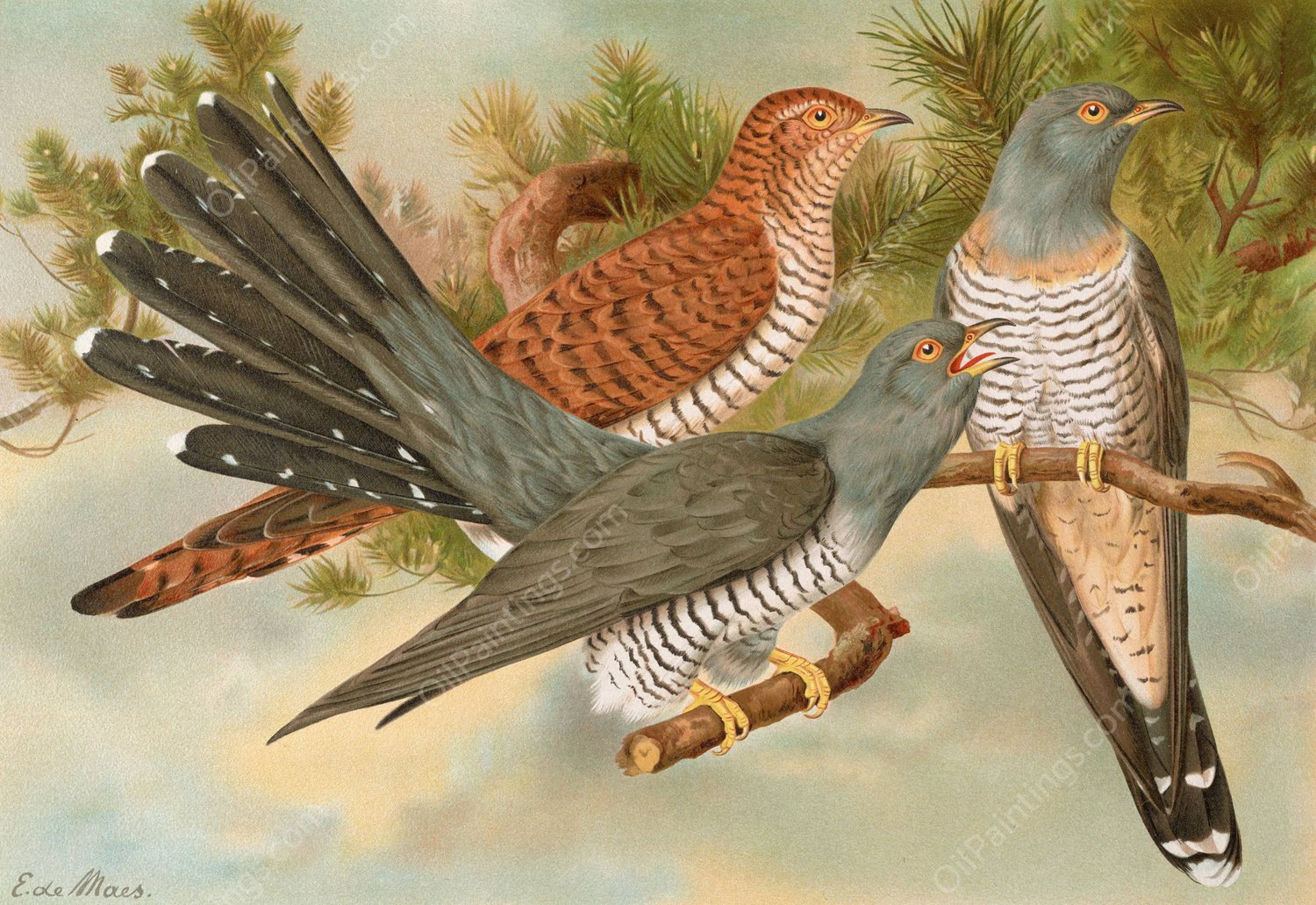 Cuculus canorus by Johann Friedrich Naumann - Hand-Painted Oil Painting Reproduction