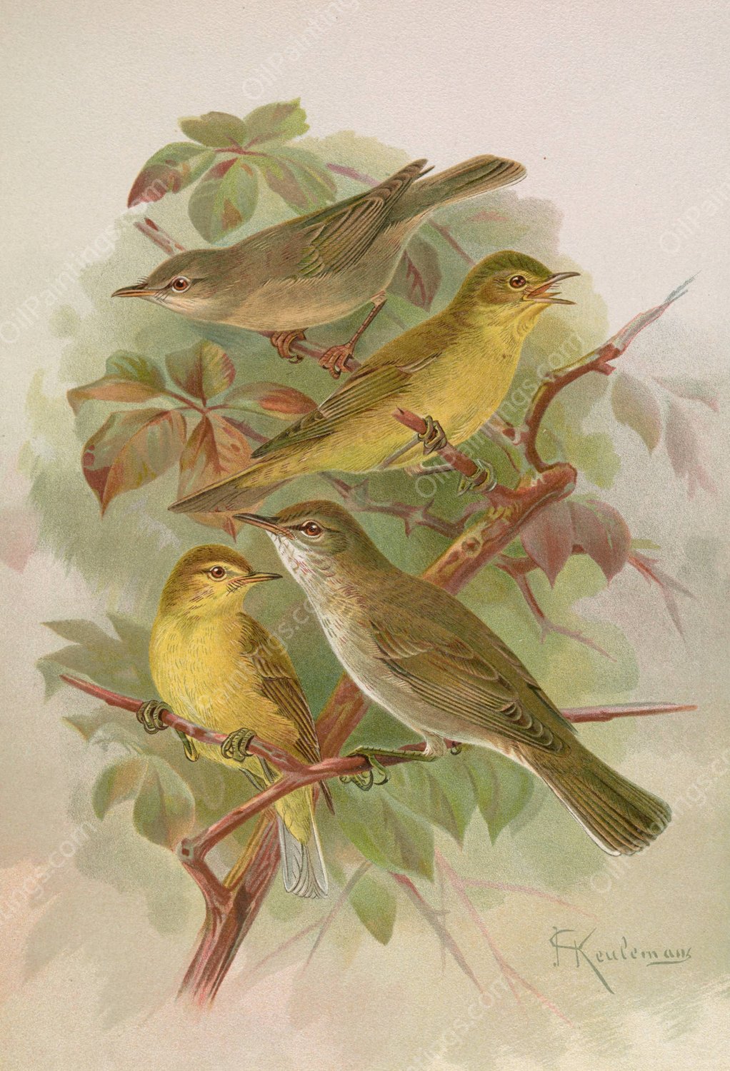 Hypolais pallida, philomela, polyglotta, olivetorum by Johann Friedrich Naumann - Hand-Painted Oil Painting Reproduction