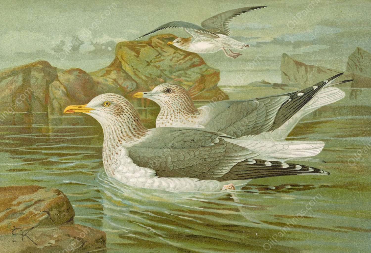 Larus argentatus Brunn by Johann Friedrich Naumann - Hand-Painted Oil Painting Reproduction