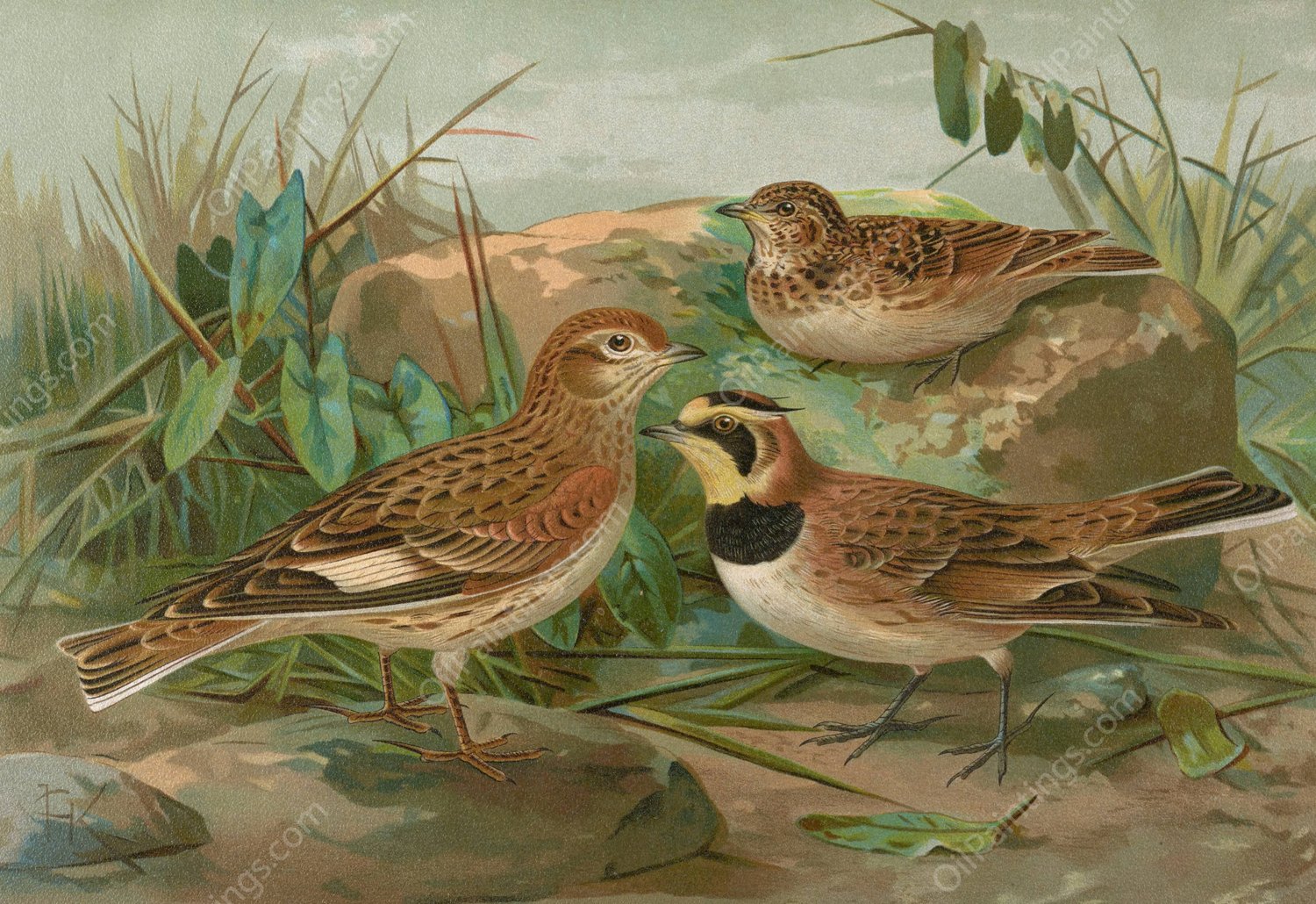 Otocorys alpestris  by Johann Friedrich Naumann - Hand-Painted Oil Painting Reproduction