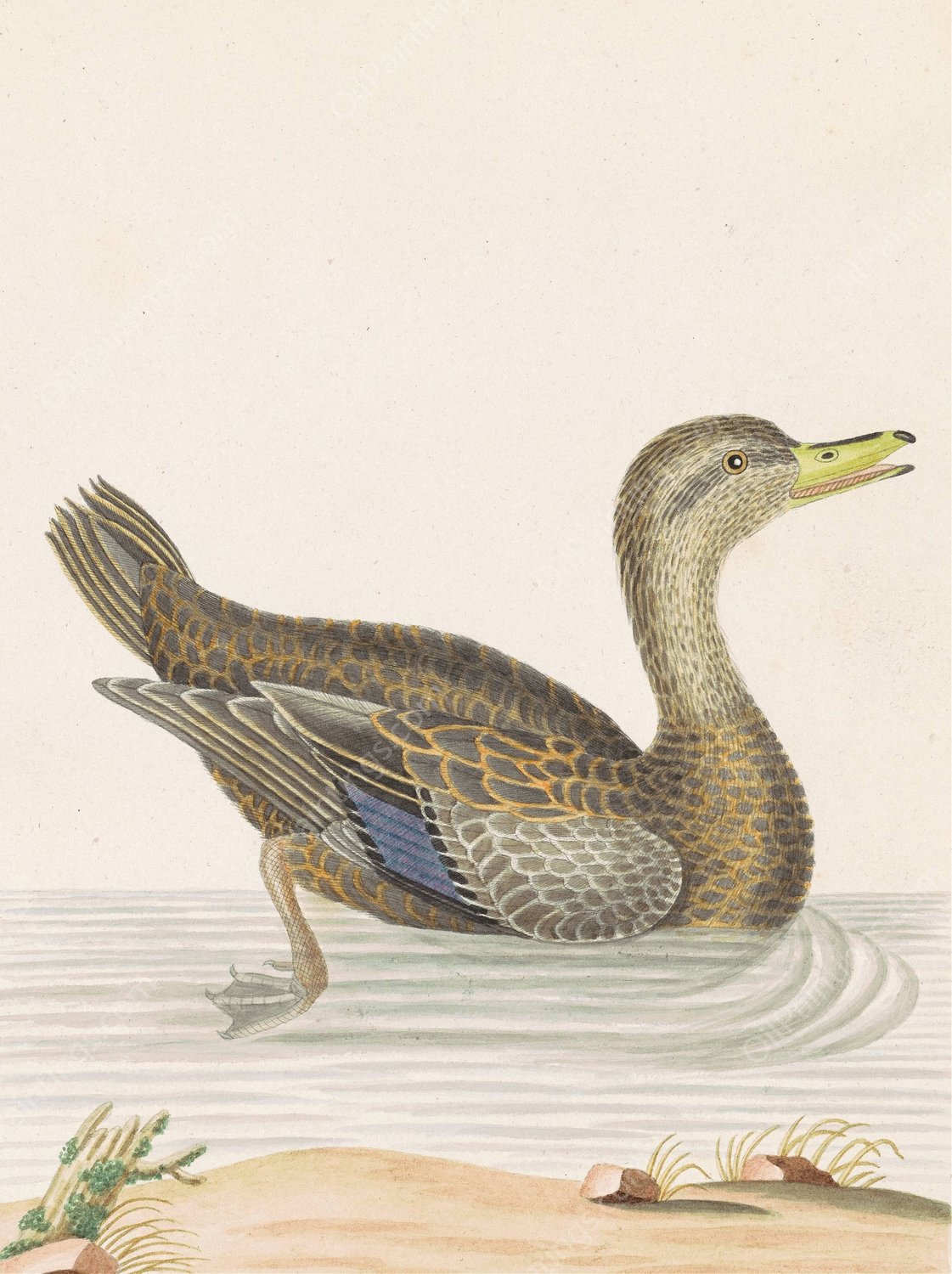 Roan Duck  by John Abbot - Hand-Painted Oil Painting Reproduction