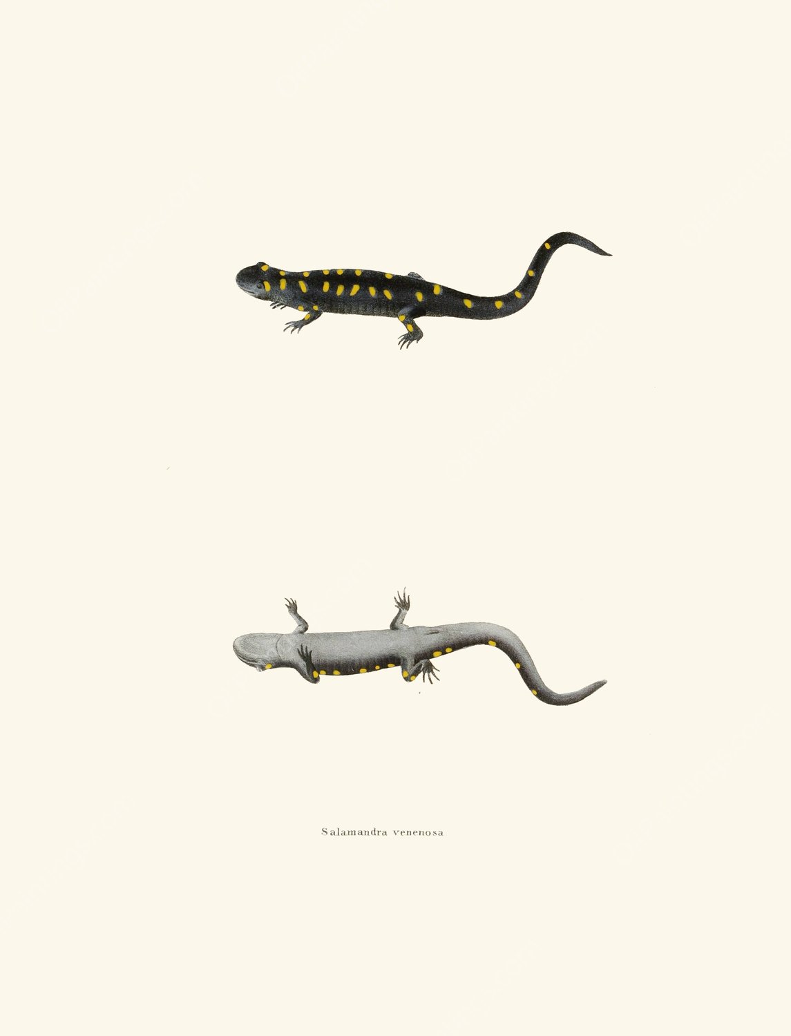 Salamandra venenosa  by John Edwards Holbrook - Hand-Painted Oil Painting Reproduction